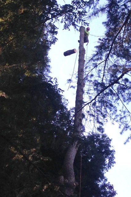 tree trimming