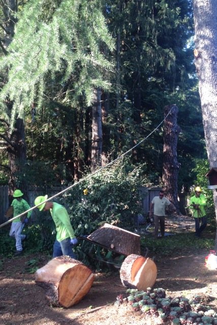 tree pruning