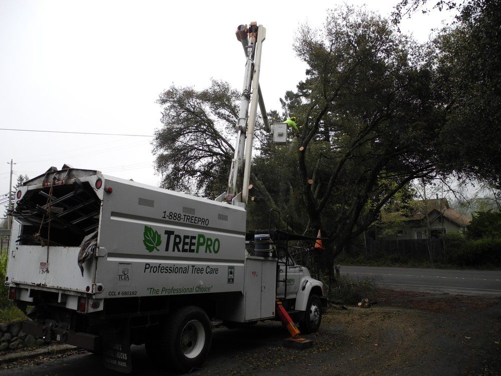tree service